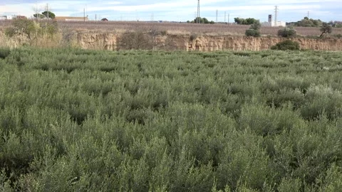 Olives Spain11 100mbps Video stock 259863733