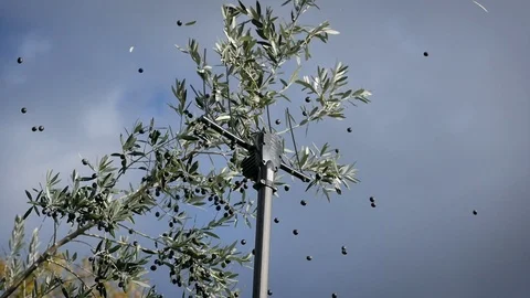 Olives spread Stock Footage 108501107