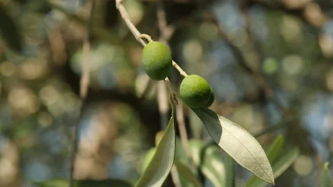 Olives in the sun, hanging from a tree. Close up. Stock Footage 139971966