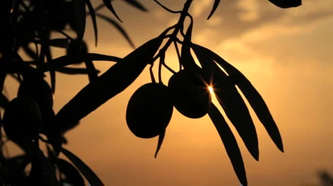 Olives on sunset Stock Footage 1054619