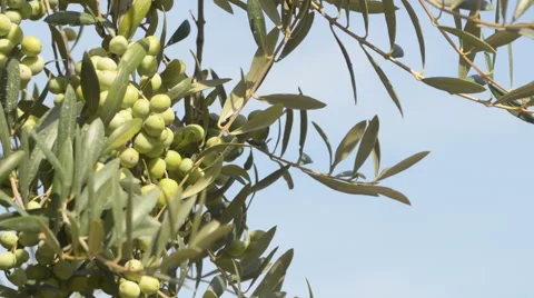 Olives in the tree 2 Stock Footage 48862820