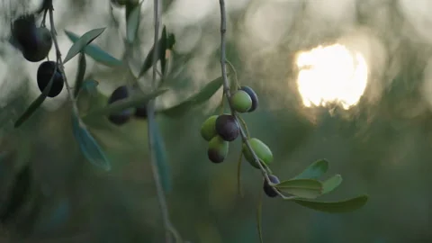 Olives on tree backlit by sun cinematic prores Stock Footage 169582609