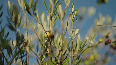 Olives on tree blue sky prores 2 Stock Footage 169582699