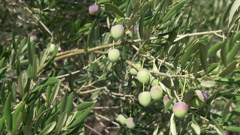 Olives on a tree branch Stock Footage 71178734