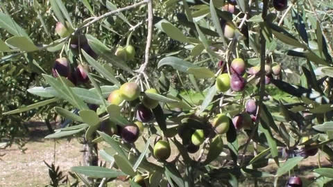 Olives on tree branches in an italian olive grove (1) Stock Footage 80905300