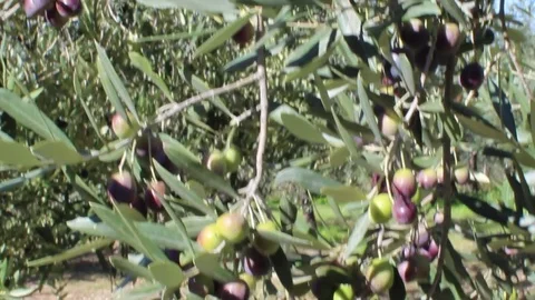 Olives on tree branches in an italian olive grove (2) Stock Footage 80906237