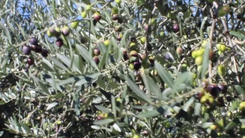 Olives on tree branches in an italian olive grove (3) Stock Footage 80907658