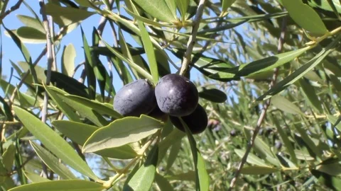 Olives on tree branches in an italian olive grove (close-up 1) Video stock 80910436