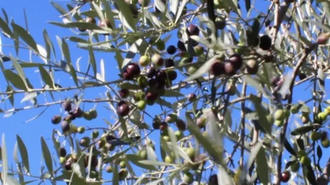 Olives on tree branches in an italian olive grove (4) Video stock 80910439
