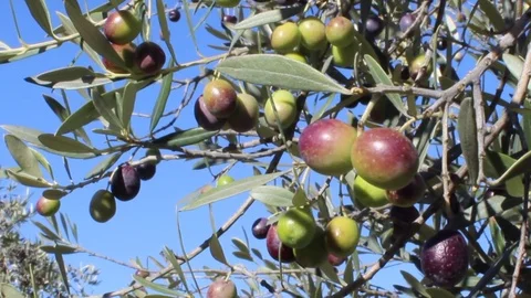 Olives on tree branches in an italian olive grove (close-up 3) Video stock 80911224