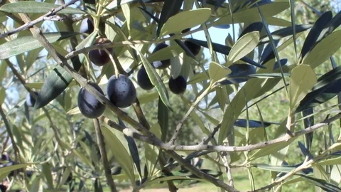 Olives on tree branches in an italian olive grove (close-up 2) Video stock 80911257