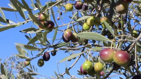 Olives on tree branches in an italian olive grove (5) Video stock 80914695