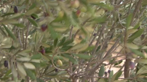 Olives on tree, branches moved by wind, close-up, provence, france Stock Footage 6487184