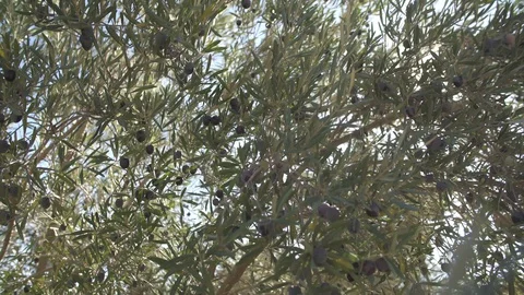Olives on the tree close-up Stock Footage 97795077
