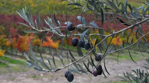 Olives on tree with colored vineyards on background in Tuscany Stockbeeldmateriaal 153084811