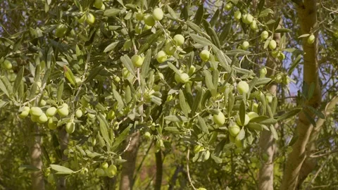 Olives On The Tree Stock Footage 165253731