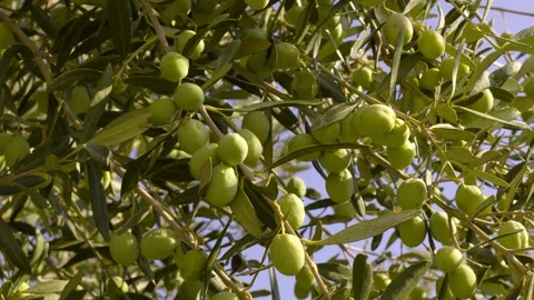 Olives On The Tree Stock Footage 165254774