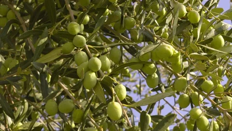 Olives On The Tree Stock Footage 165255851