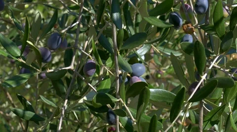 Olives on the Tree, Italy Stock Footage 56468577
