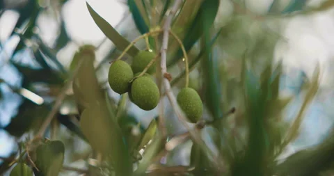 Olives Tree with Lens Flares Video stock 239694831