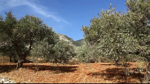 Olives on the tree in orchard Stockbeeldmateriaal 916172