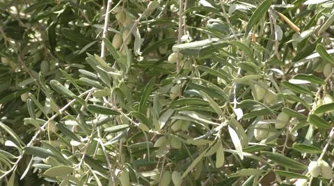 Olives on the tree in orchard, ready to be hand picked to produce olive oil 스톡 동영상 67707446