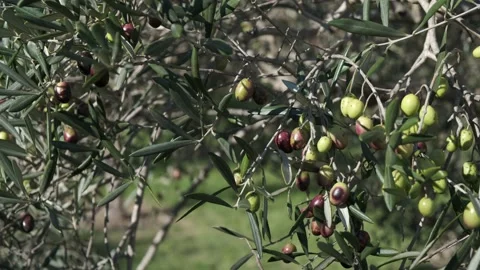 Olives on a Tree - Pan 4K Stock Footage 154070219