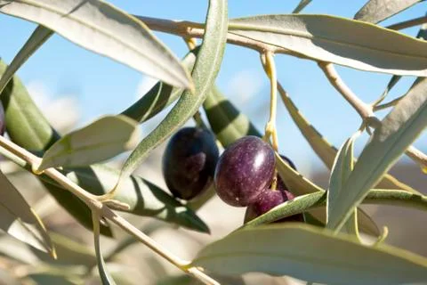 Olives on the tree Foto stock