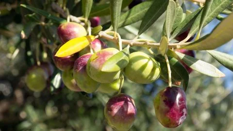 Olives on tree 스톡 사진