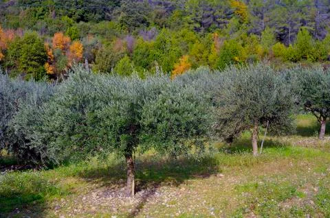 Olives on the tree Fotos de archivo