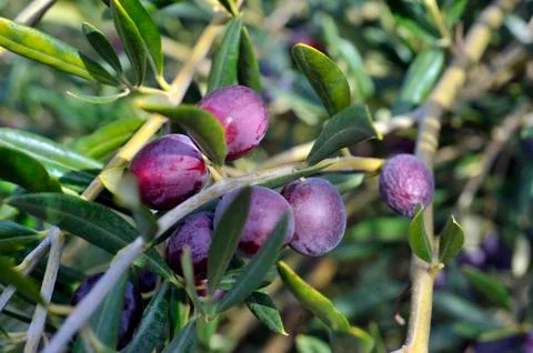 Olives on the tree Stock Photos
