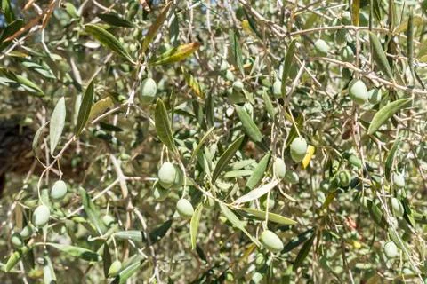 Olives in the tree Stock Photos