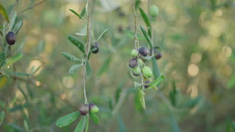Olives on tree raindrop cinematic 3 prores Stock Footage 169582563