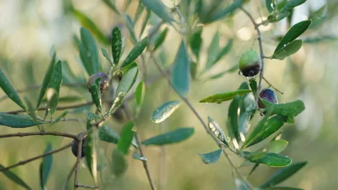 Olives on tree raindrop cinematic 5 prores Stock Footage 169582801