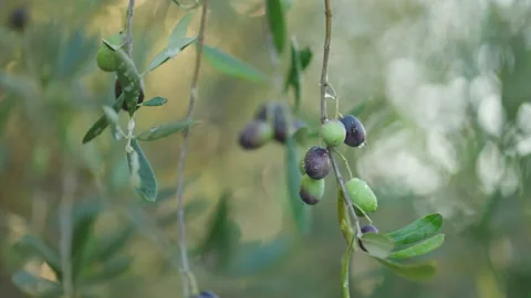 Olives on tree raindrop cinematic 6 prores Stock Footage 169582821