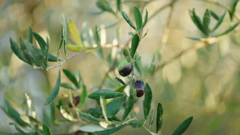 Olives on tree raindrop cinematic 7 prores 1 Stock Footage 169582762