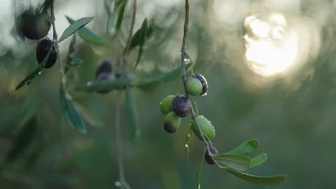 Olives on tree raindrop sunback lit cinematic prores Stock Footage 169582960