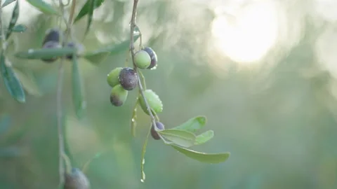 Olives on tree raindrop sunback lit cinematic 4 prores Stock Footage 169583009