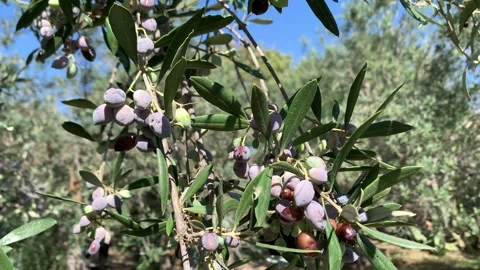 Olives trees branch moving on wind. Extra virgin olive oil production Stock Footage 253256736