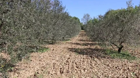 Olives trees Stock Footage 108271326