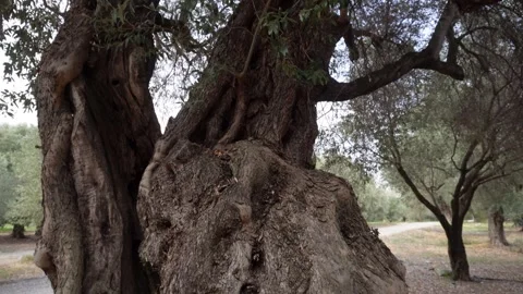Olives on trees before harvest. Stock Footage 251434296