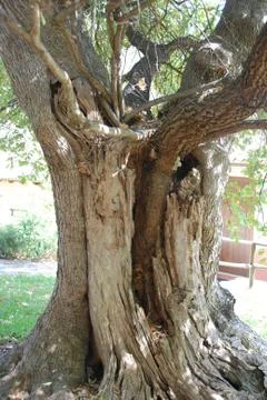 Olives trees Stock Photos