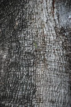 Olives trees Stock Photos