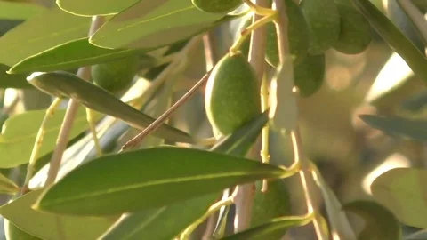 Olives of the Tuscan hills Video stock 79273354
