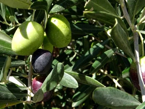 Olives under the sun Stock Photos