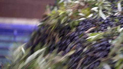 Olives unloading from a truck. Stock Footage 84936600