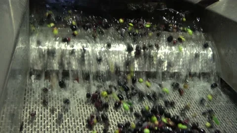 Olives wash close up Video stock 212643461