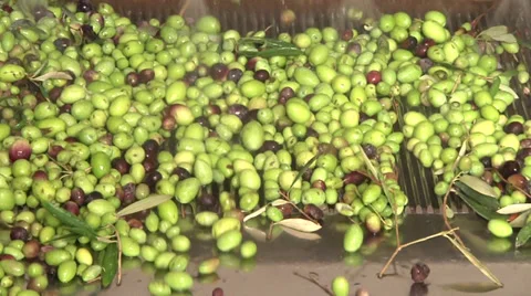 Olives washing. Видео 30487814