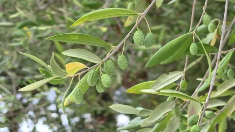 Olives Withered on Tree Branch Due to Extreme Drought, 4k prores Stock Footage 345265905
