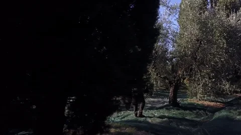 Olives workers Stock Footage 83171338